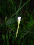 Epilobium parviflorum